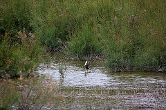 20110608 5399RAw [F] Stelzenläufer, Vauvert, Camargue