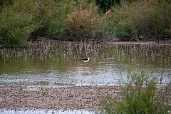 20110608 5396RAw [F] Stelzenläufer, Vauvert, Camargue