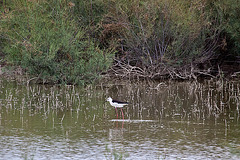 20110608 5395RAw [F] Stelzenläufer, Vauvert, Camargue