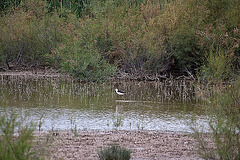 20110608 5394RAw ]F] Stelzenläufer, Vauvert, Camargue