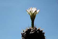 Gymnocalycium anisitsii ssp damsii 3