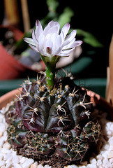 Gymnocalycium anisitsii ssp damsii