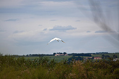 20110608 5391RAw [F] Löffler [Vauvert]