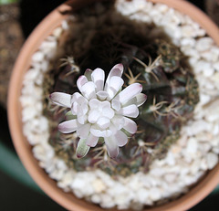 Gymnocalycium anisitsii ssp damsii 4