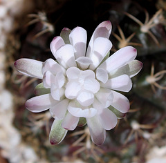 Gymnocalycium anisitsii ssp damsii    5