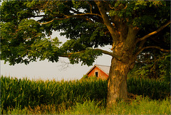 Barn, Saginaw Highway