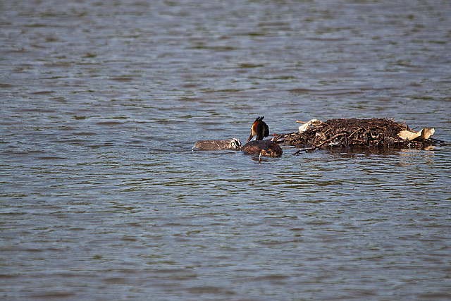 20110510 2291RTw [D~BI] Haubentaucher (Podiceps cristatus) [JV], Bielefeld