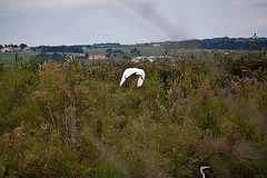 20110608 5389RAw [F] Löffler, Graureiher, [Vauvert]