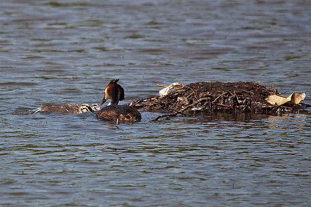 20110510 2290RTw [D~BI] Haubentaucher (Podiceps cristatus) [JV], Bielefeld