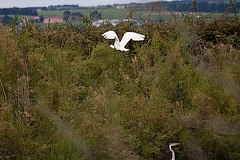 20110608 5388RAw [F] Löffler, Graureiher [Vauvert]