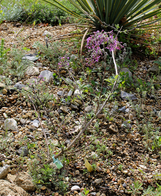 Buddleia sp
