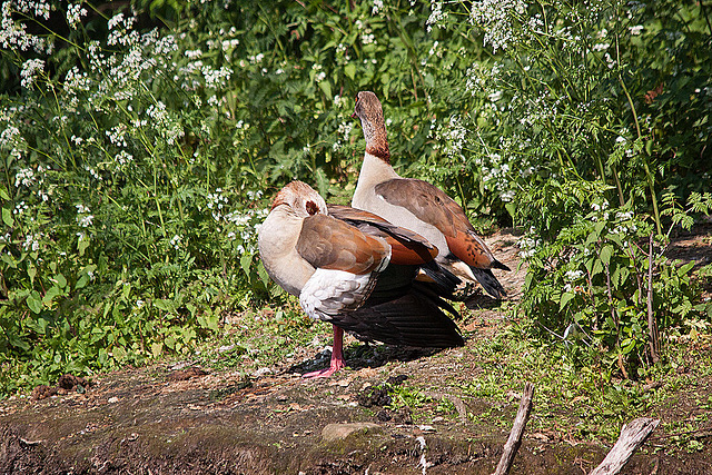 20110510 2281RTw [D~BI] Nilgans, Bielefeld