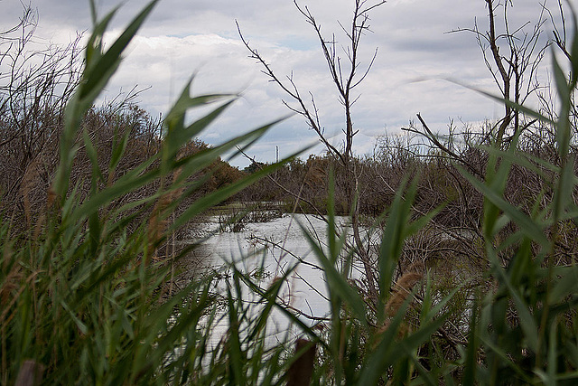 20110608 5374RAw [F] Sumpf [Vauvert]