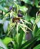 Encyclia cochleata