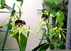 Encyclia cochleata (2)