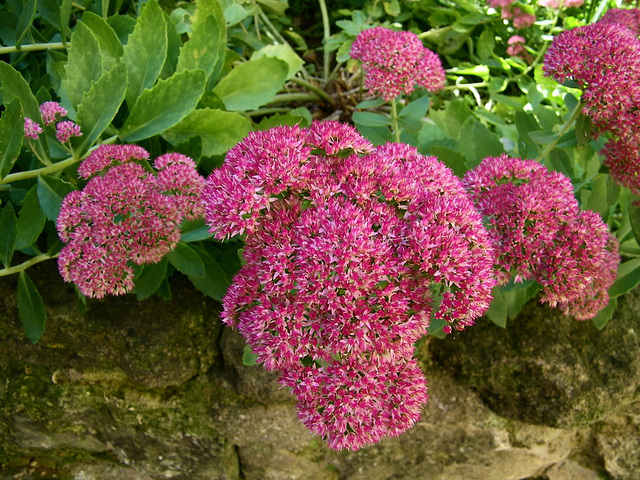 Sedum spectabile