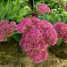 Sedum spectabile