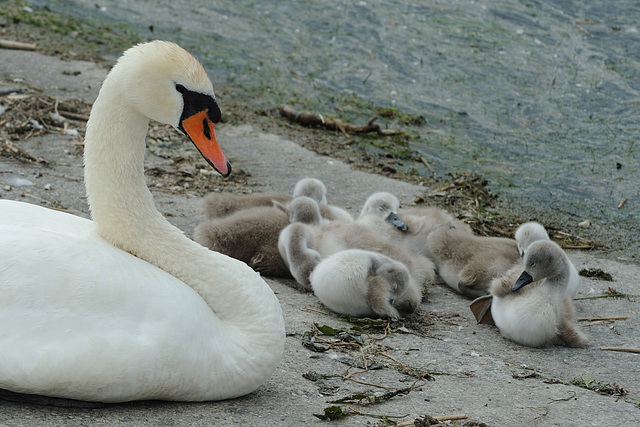 Famille cygne