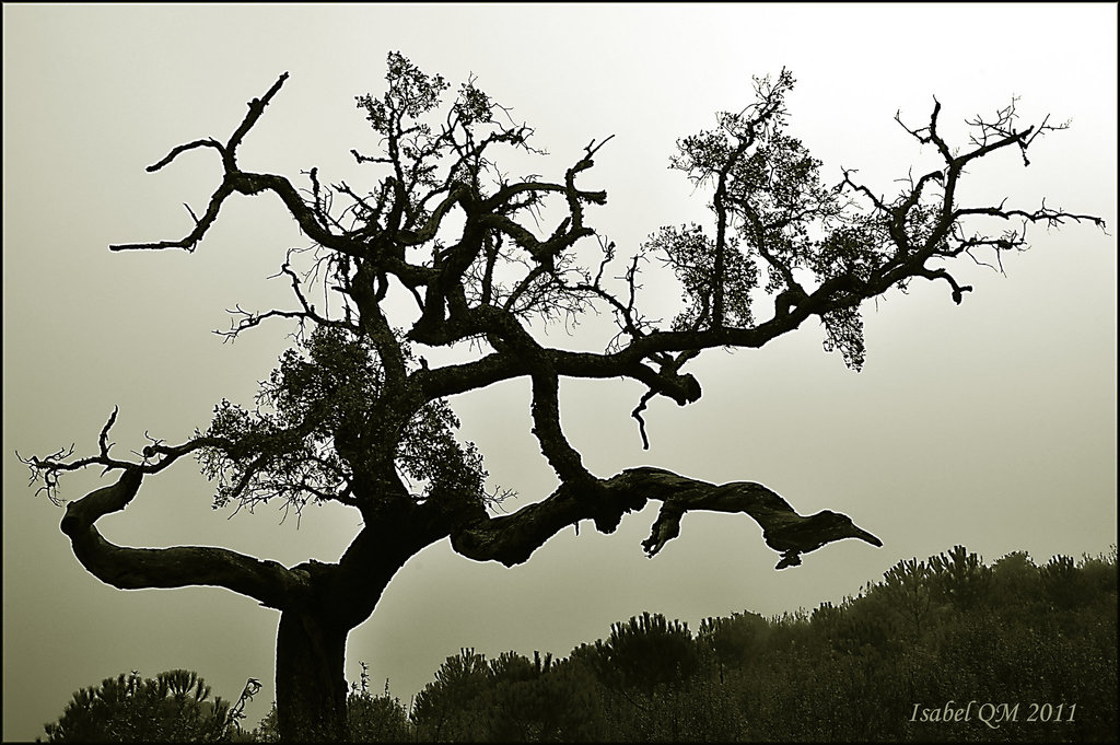 Quercus ilex - Azinheiras