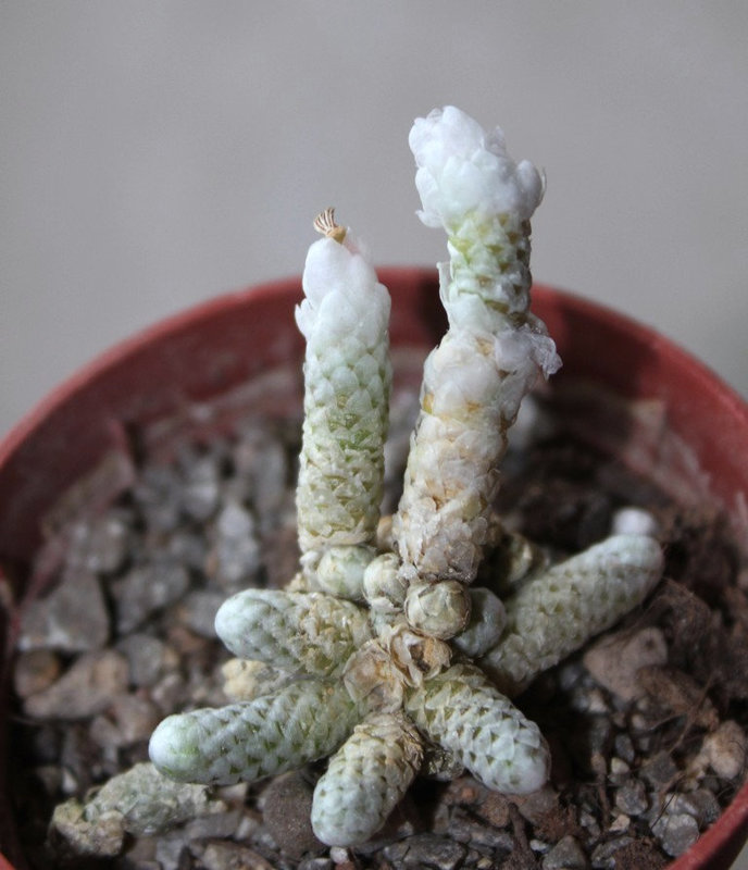 Avonia herreana