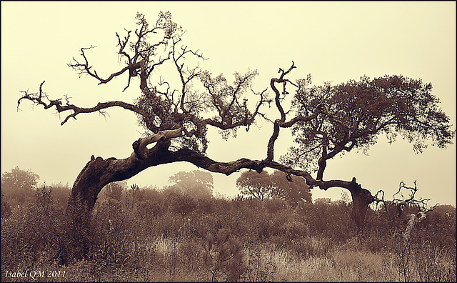 Quercus ilex - Azinheiras