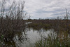 20110608 5372RAw [F] Sumpf, Vauvert, Camargue