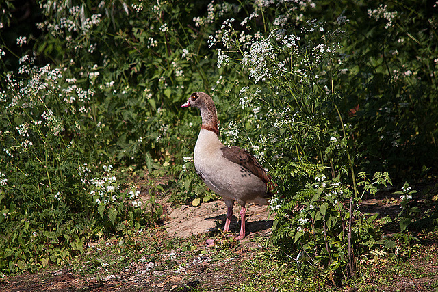 20110510 2270RTw [D~BI] Nilgans, Bielefeld