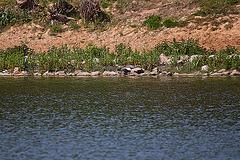 20110510 2269RTw [D~BI] Nilgans, Bielefeld