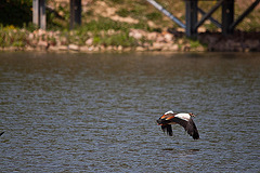 20110510 2265RTw [D~BI] Nilgans, Bielefeld