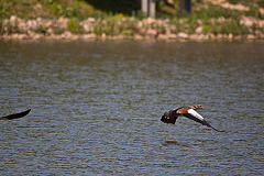 20110510 2264RTw [D~BI] Nilgans, Bielefeld