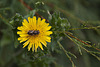 20110608 5364RAw [F] Schwarze Augenfleck-Schwebfliege (Eristalinus sepulchralis), Wurmlattich (Helminthotheca echioides), Vauvert, Camargue