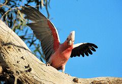 Galah. Native Australian parrot