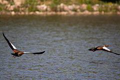 20110510 2263RTw [D~BI] Nilgans, Bielefeld