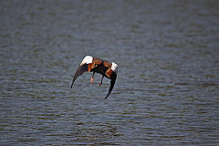 20110510 2260RTw [D~BI] Nilgans, Bielefeld