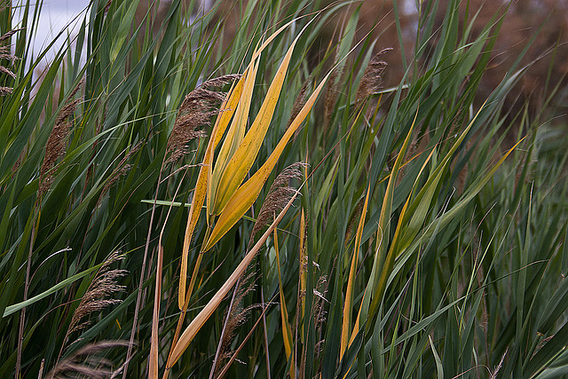 20110608 5358RAw [F] Schilf (Phragmites australis), Sumpf, Vauvert, Camargue