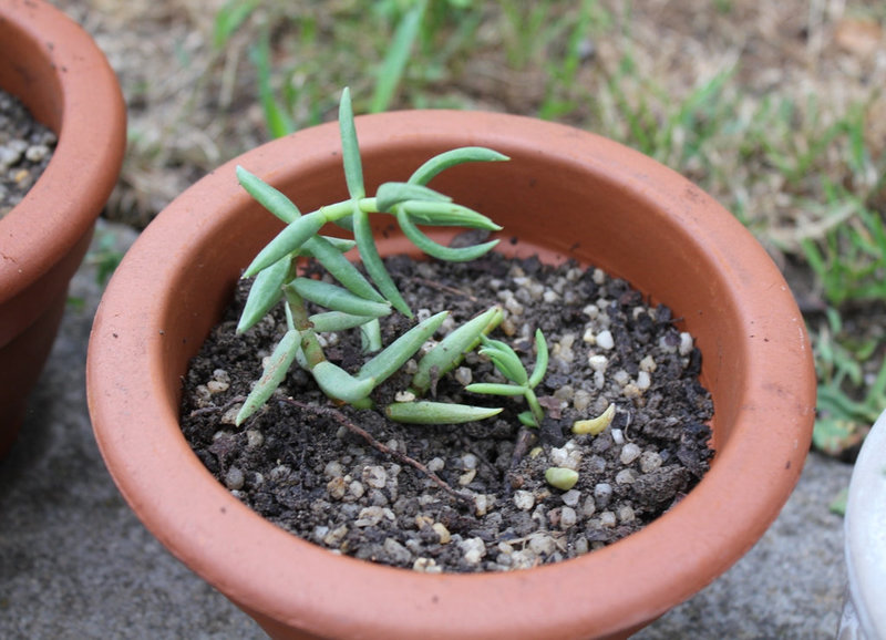 Crassula tetragona