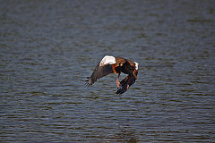 20110510 2258RTw [D~BI] Nilgans, Bielefeld