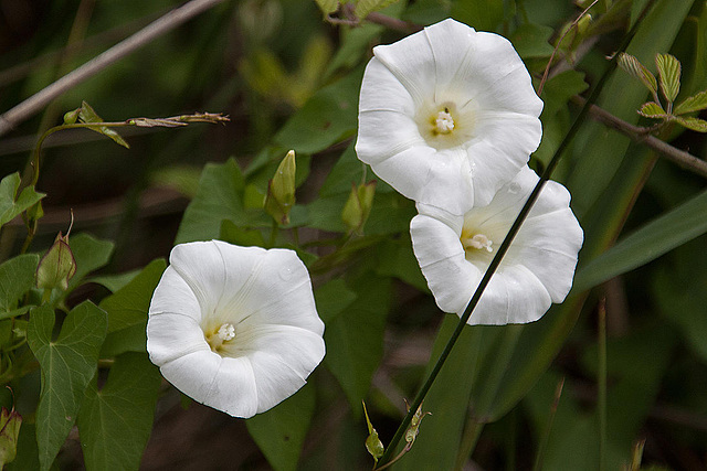 20110608 5356RAw [F] Zaun-Winde (Calystegia sepium), Vauvert, Camargue