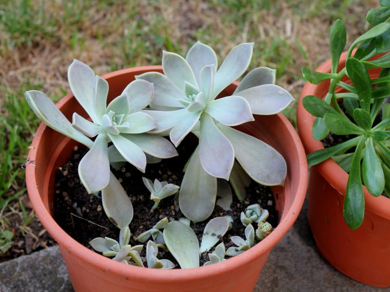 Graptopetalum paraguense
