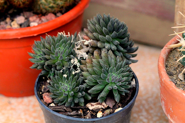 Sinocrassula yunnanensis