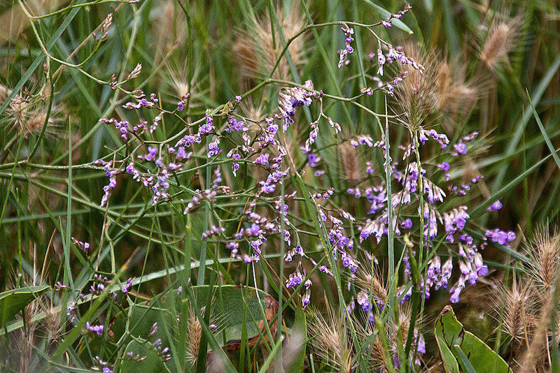 20110608 5346RAw [F] Strandflieder (Limonium vulgare), Vauvert, Camargue