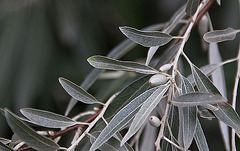 20110608 5344RAw [F] Silberweide (Salix alba), Vauvert, Camargue