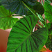 Alocasia