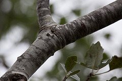 20110608 5342RAw [F] Silberpappel (Populus alba) [Weiße Pappel], Vauvert, Camargue