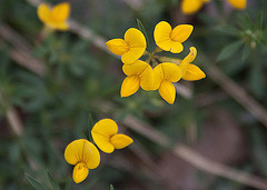 20110608 5341RAw [F] [Vauvert]