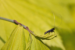 20110429 1393RAw [D~LIP] Langhornmotte (Adela reaumurella), Bad Salzuflen