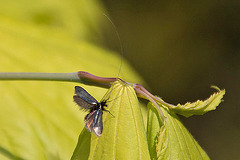 20110429 1388RAw [D~LIP] Langhornmotte (Adela reaumurella), Bad Salzuflen