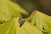 20110429 1383RAw [D~LIP] Langhornmotte (Adela reaumurella), Bad Salzuflen