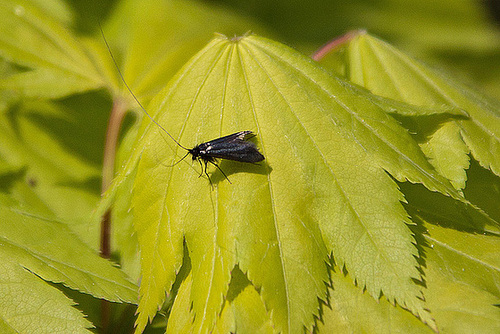 20110429 1378RAw [D~LIP] Langhornmotte (Adela reaumurella), Bad Salzuflen