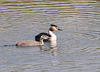 Great crested grebe and chick